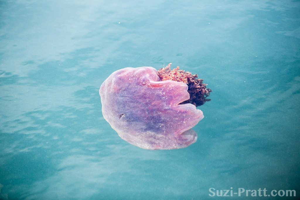 Puget Sound scenery San Juan Islands Jellyfish